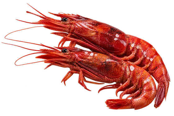 Gamba roja de Dénia